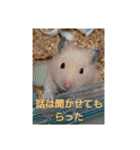 クマ太郎スタンプ日常会話修正版0607（個別スタンプ：4）