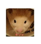 クマ太郎スタンプ日常会話修正版0607（個別スタンプ：7）