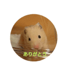 クマ太郎スタンプ日常会話修正版0607（個別スタンプ：8）
