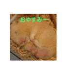クマ太郎スタンプ日常会話修正版0607（個別スタンプ：13）