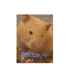 クマ太郎スタンプ日常会話修正版0607（個別スタンプ：17）