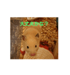 クマ太郎スタンプ日常会話修正版0607（個別スタンプ：25）