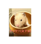 クマ太郎スタンプ日常会話修正版0607（個別スタンプ：26）
