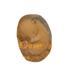 クマ太郎スタンプ日常会話修正版0607（個別スタンプ：30）