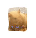 クマ太郎スタンプ日常会話修正版0607（個別スタンプ：35）