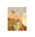 クマ太郎スタンプ日常会話修正版0607（個別スタンプ：36）