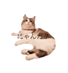 じろ猫（個別スタンプ：1）