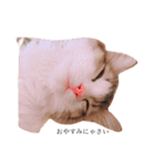 じろ猫（個別スタンプ：2）