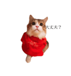 じろ猫（個別スタンプ：3）