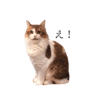 じろ猫（個別スタンプ：4）