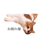 じろ猫（個別スタンプ：6）