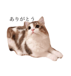 じろ猫（個別スタンプ：7）