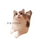 じろ猫（個別スタンプ：10）