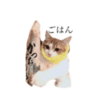 じろ猫（個別スタンプ：12）