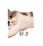 じろ猫（個別スタンプ：13）