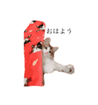 じろ猫（個別スタンプ：14）