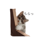 じろ猫（個別スタンプ：15）