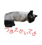シャム猫のりんちゃん2（個別スタンプ：3）