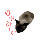 シャム猫のりんちゃん2（個別スタンプ：5）