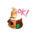 結城家のどうぶつたち（個別スタンプ：1）