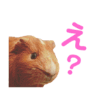 結城家のどうぶつたち（個別スタンプ：2）