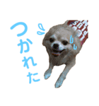 結城家のどうぶつたち（個別スタンプ：4）