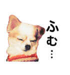 結城家のどうぶつたち（個別スタンプ：5）