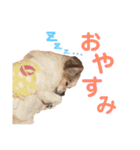 結城家のどうぶつたち（個別スタンプ：8）