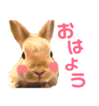 結城家のどうぶつたち（個別スタンプ：9）