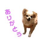 結城家のどうぶつたち（個別スタンプ：11）