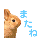 結城家のどうぶつたち（個別スタンプ：12）