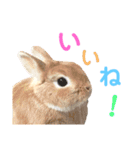 結城家のどうぶつたち（個別スタンプ：15）