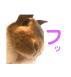 結城家のどうぶつたち（個別スタンプ：18）