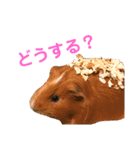 結城家のどうぶつたち（個別スタンプ：24）