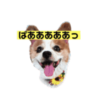 うちの健ちゃん（個別スタンプ：2）