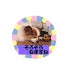 うちの健ちゃん（個別スタンプ：3）