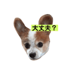 うちの健ちゃん（個別スタンプ：6）