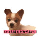 うちの健ちゃん（個別スタンプ：16）