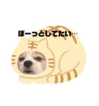 うちの健ちゃん（個別スタンプ：17）