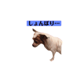 うちの健ちゃん（個別スタンプ：22）