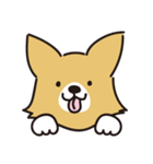 コーギーの40面相スタンプ（個別スタンプ：1）