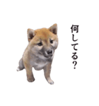 動く！柴犬の写真スタンプ4【赤ちゃん】（個別スタンプ：3）