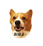 コーギー サミー（個別スタンプ：1）