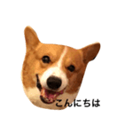 コーギー サミー（個別スタンプ：2）