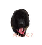 ニューファン のハンナちゃん2（個別スタンプ：1）