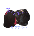 ニューファン のハンナちゃん2（個別スタンプ：6）