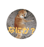 コロコロ ころ太4と雲ちゃん（個別スタンプ：4）