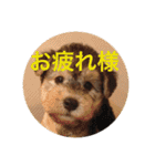 使える！笑える！テリア犬スタンプ①（個別スタンプ：1）