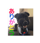 使える！笑える！テリア犬スタンプ①（個別スタンプ：2）