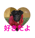 使える！笑える！テリア犬スタンプ①（個別スタンプ：3）